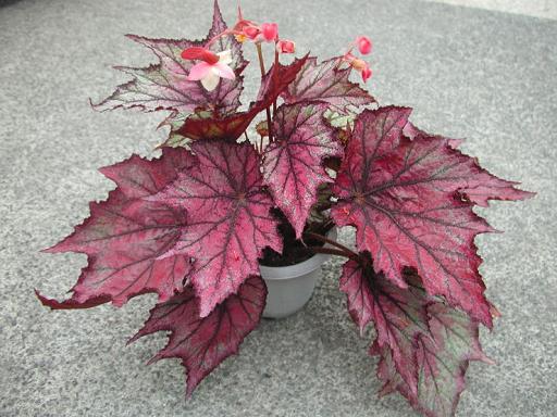 B. Utsuroi